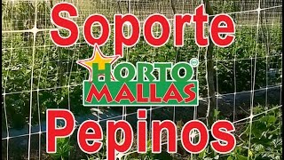 Instalación tardía de HORTOMALLAS en pepinos a campo abierto Los Altos de Jalisco [upl. by Loftis971]