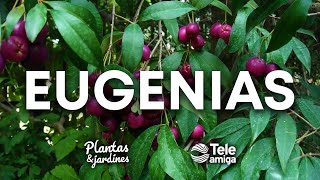 EUGENIAS en Plantas y Jardines  Teleamiga [upl. by Ettelimay]