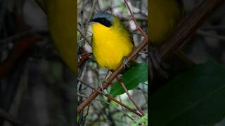 Arañero cara negra ❤️ Masked Yellowthroat Geothlypis aequinoctialis velata [upl. by Nerty440]