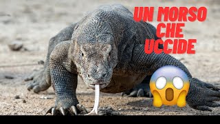 Chi ha Paura del Drago di Komodo Spoiler Tutti [upl. by Yeslah]