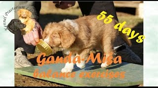 Nova Scotia Duck Tolling Retriever puppy balance exercises [upl. by Wyn]