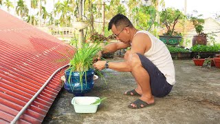 Dont throw it away Grow chives with recycled plastic bottles harvest very quickly [upl. by Nnawaj]