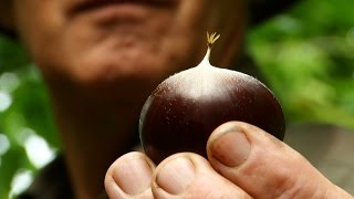 A Low Tech Organic Chestnut Farmer [upl. by Hollerman]