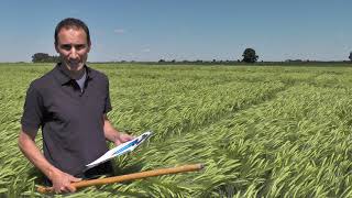 BASFFachberater Roland Stahl informiert über Strategien der Fungizidbehandlung in der Wintergerste [upl. by Galanti]