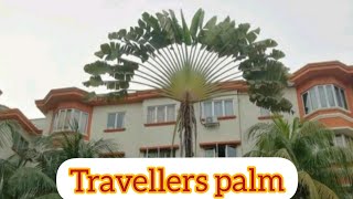 travellers palm How to grow and care travellers palmravenala madagascariences [upl. by Ilesara]