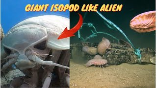 Facts about ISOPODS like alien [upl. by Ardnua76]