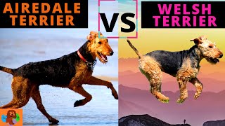 Airedale Terrier vs Welsh Terrier  Breed Comparison  includes Characteristics Health amp Life Span [upl. by Kcorb]