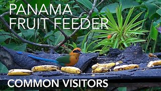 Panama Fruit Feeder Common Visitors – Feb 3 2022 [upl. by Ahsaercal]