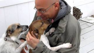 Afghanistan Homecoming Jack Russel Dogs and Dad [upl. by Lodie]