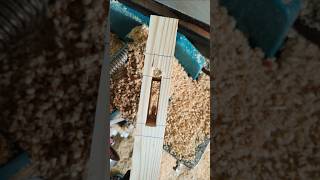 Chakor surakh  gohana carpenter wood carpenter gohana shortsfeed shorts wood yt [upl. by Zetnahs]