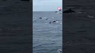 Massive Pod Of Dolphins Creates Stunning Spectacle [upl. by Drauode564]