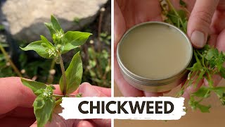 How to Identify and Use Chickweed [upl. by Llemej]