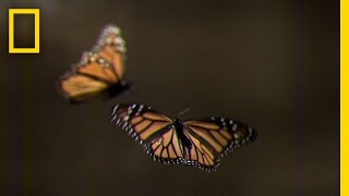 How to Create Your Own Monarch Butterfly Rest Stop  National Geographic [upl. by Drahsar]