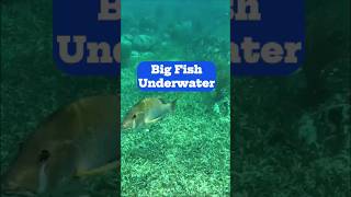 Underwater Giants The Secret Lives of Large Fish [upl. by Nomzzaj257]