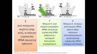 TRANSLACJA  synteza białek  genetyka  KOREPETYCJE z BIOLOGII  216 [upl. by Sperling16]