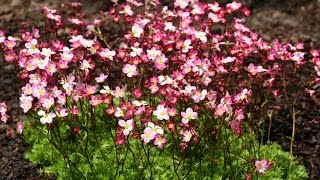 Best Perennials for Sun  Saxifraga Triumph Arends Saxifrage [upl. by Eecart]