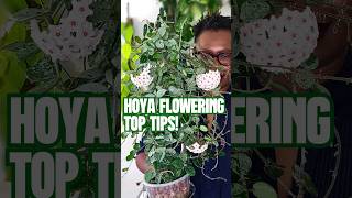 How I Get My Hoyas to Flower hoyaplants hoyas [upl. by Aroon]