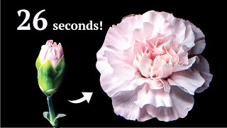 CARNATIONS from buds to blossoms in 26 seconds  Time Lapse [upl. by Noeruat]