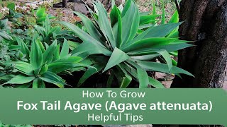 How To Grow Fox Tail Agave Agave attenuata  Helpful Tips [upl. by Nie122]