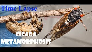 Cicada Metamorphosis Time Lapse [upl. by Tedman]