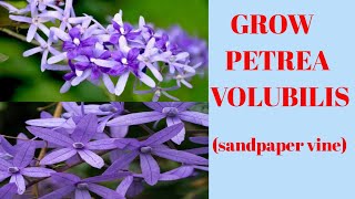 How to grow and Care petrea volubilis  sandpaper vine  nilmoni lata plant in pot [upl. by Conners798]