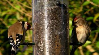 Mealy Common or Lesser Redpoll and Goldfinch on My Bird Feeder  Redpolls [upl. by Cord564]