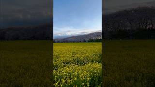 Sakura Cherry blossoms and Canola Flower interweave in a colorful spring contest [upl. by Annirac893]