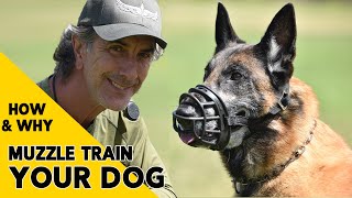 How and Why to MUZZLE Train Your DOG [upl. by Telford366]