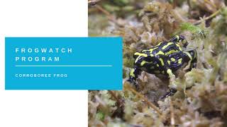 Frogwatch Program  Corroboree Frog [upl. by Adel]