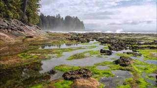 Rocky Intertidal Zone [upl. by Ynnij]