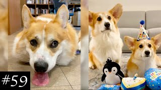 Best Corgi 🐶💜 Compilation  Funny Moments With Corgis [upl. by Dej]