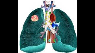 Anatomy of Mediastinal Lymph nodes  Important Vedios  HD Images anotomy [upl. by Noivax]