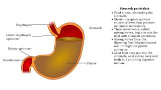 Stomach peristalsis  Movement of Food Through the Small Intestine [upl. by Ilohcin13]