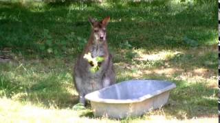 Le Pal 2015 Les animaux du parc [upl. by Inessa]