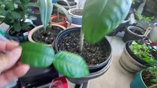 Ep103 How to take care my Kaffir lime leaf tree [upl. by Furnary]