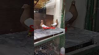 pigeon کبوتر پلاکی kabootar کبوتربازی kabutar birds [upl. by Neirod]