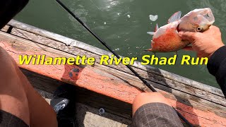 Spring Shad Run on the Willamette River [upl. by Igiul964]