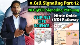 NOGPCR Signaling Pathway  BSc  Nitric Oxide GPCR Signaling Mechanism  Cell Signaling Part12 [upl. by Kwabena]