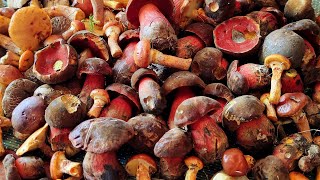 Boletus erythropus [upl. by Refotsirk]