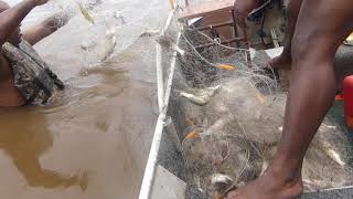 Akloe Hemant Fishing in Suriname Matapica [upl. by Boffa]