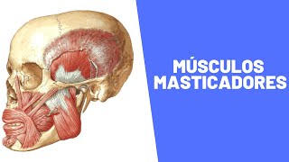 Anatomía de los Músculos Masticadores [upl. by Nauqahs]