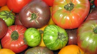 Harvesting Cucumbers Peppers and Noahs Ark Project Tomatoes [upl. by Uahsoj57]