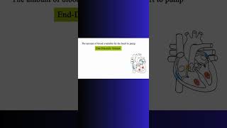 END DIASTOLIC VOLUME vs STROKE VOLUME heart bloodflow cardiovascular physiology cardiac [upl. by Aicelet]