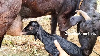 Teaching baby goat  first milk feeding 😋how to feed baby goat 🐐 how to train milklambfarm pets [upl. by Mahda]