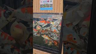 AMAZING JAPANESE KOI POND  Trip to Maidenhead aquatics koi pond koicarp japan ponds fish [upl. by Adleremse]