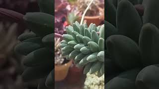 Pachyphytum Compactum monicasuculentasecia suculentas shorts [upl. by Puna380]