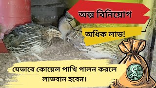 ⚡যেভাবে কোয়েল পাখি পালন করলে লাভবান হবেন। কোয়েল পাখি পালন। [upl. by Dleifniw]