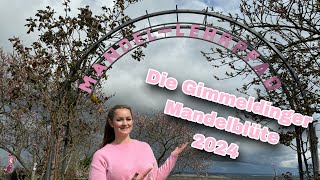 Die Gimmeldinger Mandelblüte 2024  Zum Wohl die Pfalz [upl. by Art726]