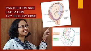 ParturitionLactationfoetalejectionreflexcolostrumoxytocinCBSE12thBiology [upl. by Sharline324]