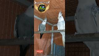 Cockatiels white Face 🤍 White Face pearl 🤍🖤🤍 birds cockatiel shorts short cute cutebirds pets [upl. by Ankney542]